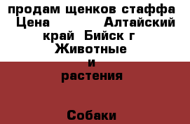 продам щенков стаффа › Цена ­ 5 000 - Алтайский край, Бийск г. Животные и растения » Собаки   . Алтайский край,Бийск г.